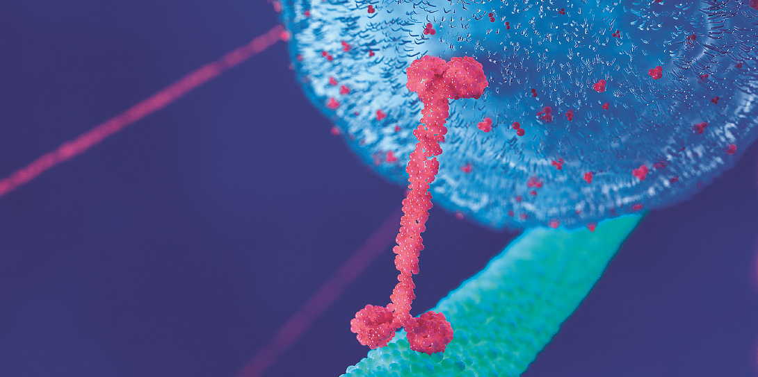 Représentation 3D d’une tubuline, protéine structurale des microtubules, un constituant majeur du cytosquelette.